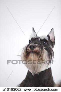 Banco de Imagem - miniatura,  schnauzer, 
 único,  animal. 
fotosearch - busca 
de fotos, imagens 
e clipart
