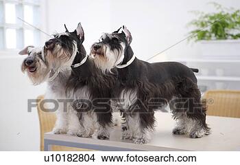 Banco de Imagem - miniatura,  schnauzers, 
 três,  animais, 
 dentro. fotosearch 
- busca de fotos, 
imagens e clipart
