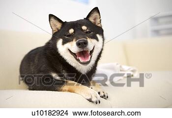 Banco de Imagem - único,  animal, 
 dentro,  akita. 
fotosearch - busca 
de fotos, imagens 
e clipart