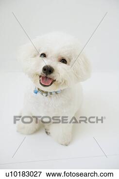 Foto - único,  animal, 
 dentro,  dia. 
fotosearch - busca 
de fotos, imagens 
e clipart