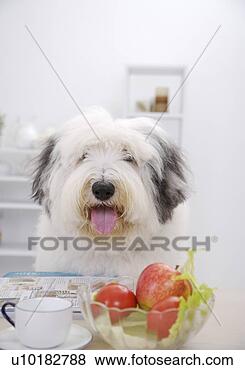 Banco de Imagem - velho,  inglês, 
 sheepdog,  único, 
 animal,  dentro. 
fotosearch - busca 
de fotos, imagens 
e clipart