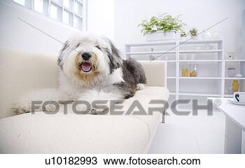 Banco de Imagem - velho,  inglês, 
 sheepdog,  único, 
 animal. fotosearch 
- busca de fotos, 
imagens e clipart