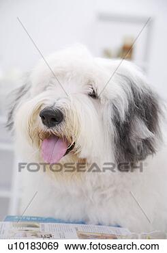 Arquivo Fotográficos - velho,  inglês, 
 sheepdog,  único, 
 animal,  dentro. 
fotosearch - busca 
de fotos, imagens 
e clipart