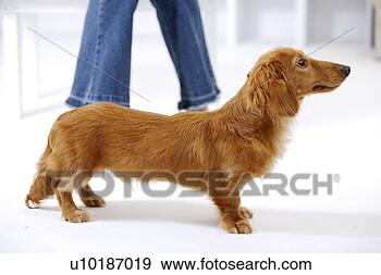 Arquivo Fotográficos - femininas,  animais 
estimação,  um, 
 pessoa,  um, 
 jovem,  mulher, 
 só. fotosearch 
- busca de fotos, 
imagens e clipart