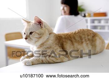 Arquivo de Fotografias - femininas,  animais 
estimação,  um, 
 pessoa,  um, 
 jovem,  mulher, 
 só. fotosearch 
- busca de fotos, 
imagens e clipart