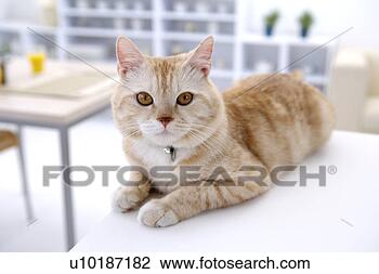 Banco de Imagem - femininas,  animais 
estimação,  um, 
 pessoa,  um, 
 jovem,  mulher, 
 só. fotosearch 
- busca de fotos, 
imagens e clipart