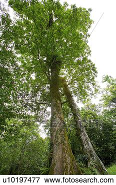Picture - tree forests, 
outdoors, day. 
fotosearch - search 
stock photos, 
pictures, images, 
and photo clipart