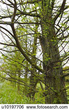 Stock Photo - tree forests, 
outdoors, day. 
fotosearch - search 
stock photos, 
pictures, images, 
and photo clipart