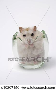 Arquivo de Fotografias - dentro. fotosearch 
- busca de fotos, 
imagens e clipart
