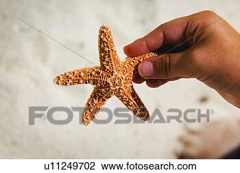 Banco de Imagem - criança,  segurando, 
 starfish. fotosearch 
- busca de fotos, 
imagens e clipart