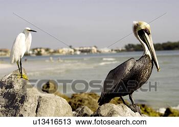 Banco de Imagem - pelicano,  egret. 
fotosearch - busca 
de fotos, imagens 
e clipart