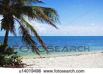 Banco de Imagem - praia. fotosearch 
- busca de fotos, 
imagens e clipart