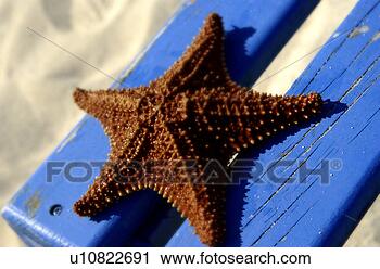 Arquivo de Fotografia - starfish. fotosearch 
- busca de fotos, 
imagens e clipart