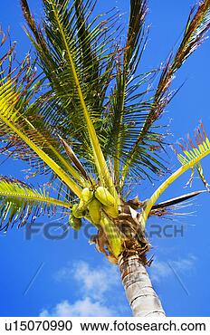 Arquivo de Fotografias - palma,  árvore. 
fotosearch - busca 
de fotos, imagens 
e clipart