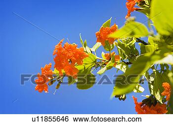 Banco de Imagem - tropical,  árvore. 
fotosearch - busca 
de fotos, imagens 
e clipart