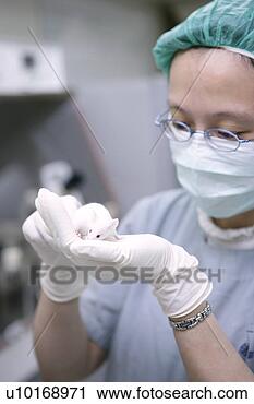 Arquivo de Fotografia - animal,  doméstico, 
 animais,  adultos, 
 só. fotosearch 
- busca de fotos, 
imagens e clipart