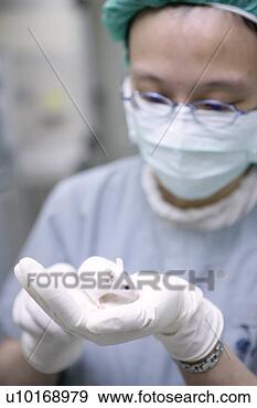 Arquivo Fotográficos - animal,  doméstico, 
 animais,  adultos, 
 só. fotosearch 
- busca de fotos, 
imagens e clipart