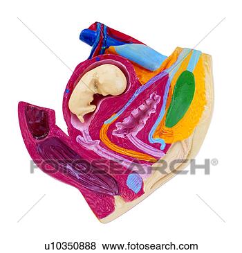 照片 - 器官, 骨盆部, 洞, 模型, 教育, 解剖学, 子宫