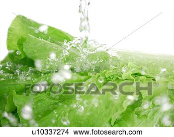Stock Photo - white cabbage 
with drops of 
water (detail). 
fotosearch - search 
stock photos, 
pictures, images, 
and photo clipart