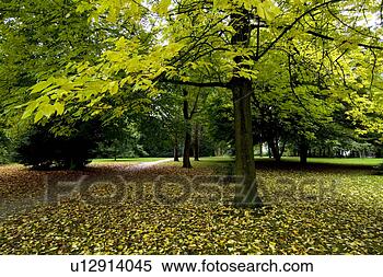 Stock Image - trees in field. 
fotosearch - search 
stock photos, 
pictures, images, 
and photo clipart