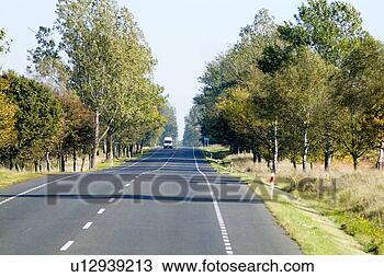 Stock Photo - trees in row by 
road. fotosearch 
- search stock 
photos, pictures, 
images, and photo 
clipart