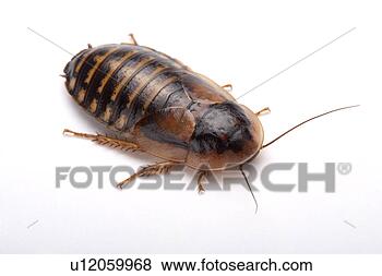 Stock Photo - cockroach (guyana 
orange spotted 
roach), close-up, 
overhead view. 
fotosearch - search 
stock photos, 
pictures, images, 
and photo clipart