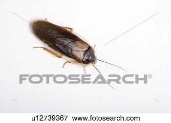 Picture - cockroach (guyana 
orange spotted 
roach), close-up, 
overhead view. 
fotosearch - search 
stock photos, 
pictures, images, 
and photo clipart