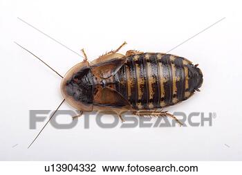 Stock Photo - cockroach (guyana 
orange spotted 
roach), close-up, 
overhead view. 
fotosearch - search 
stock photos, 
pictures, images, 
and photo clipart