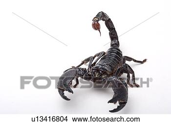 Banco de Imagem - imperador,  escorpião, 
 (pandinus,  imperator). 
fotosearch - busca 
de fotos, imagens 
e clipart