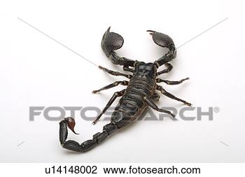 Banco de Imagem - imperador,  escorpião, 
 (pandinus,  imperator). 
fotosearch - busca 
de fotos, imagens 
e clipart