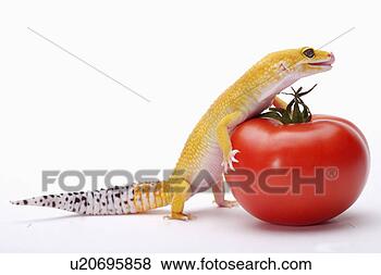 Stock Photo - leopard gecko 
pushing tomato 
with paw against 
white background. 
fotosearch - search 
stock photos, 
pictures, images, 
and photo clipart