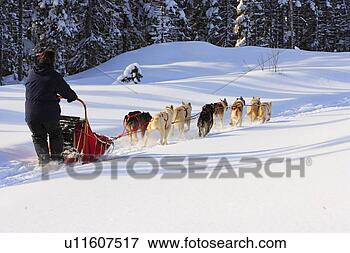 Picture - view of dog sled 
in action, marsoui, 
gaspesie, quebec. 
fotosearch - search 
stock photos, 
pictures, images, 
and photo clipart