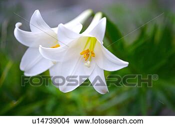 图片在线 - 特写镜头, 百合花, 花, 雄蕊 u147390