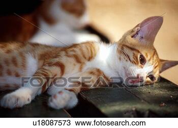 Stock Photo - cat lying down. 
fotosearch - search 
stock photos, 
pictures, images, 
and photo clipart