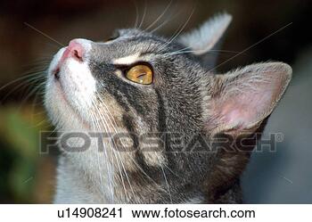 Stock Photography - closeup of cat 
looking up. fotosearch 
- search stock 
photos, pictures, 
images, and photo 
clipart