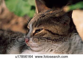 Stock Photo - closeup of cat 
lying down. fotosearch 
- search stock 
photos, pictures, 
images, and photo 
clipart
