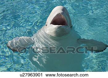 Stock Photography - beluga whale in 
captivity - marineland 
- niagara falls, 
 ontario. fotosearch 
- search stock 
photos, pictures, 
images, and photo 
clipart