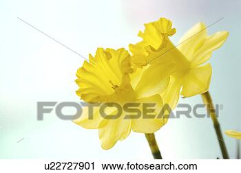 各式各样的摄影图片库 - 特写镜头, 水仙, 花 u2