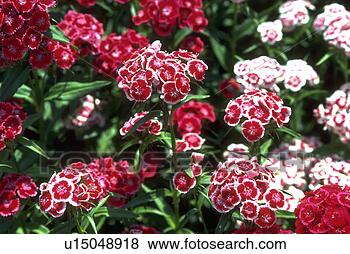Banco de Imagem - doce,  flores, 
 branca,  vermelho, 
 flowerbed,  flora. 
fotosearch - busca 
de fotos, imagens 
e clipart