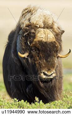 摄影图库 - muskox, 公牛, (ovibos, moschatus), 吃, 柳树, 灌木