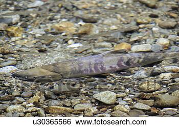 Stock Photo - chum salmon (oncorhynchus 
keta) in creek, 
 fish creek spawning. 
fotosearch - search 
stock photos, 
pictures, images, 
and photo clipart