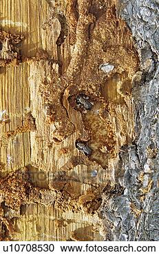 Stock Photography - mountain pine 
beetle larvae 
in gallery under 
bark of pine tree. 
fotosearch - search 
stock photos, 
pictures, images, 
and photo clipart
