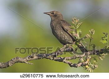 Stock Image - european starling 
perched on branch, 
british columbia, 
canada. fotosearch 
- search stock 
photos, pictures, 
images, and photo 
clipart