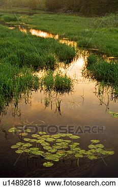 Stock Photo - beaver pond and 
water channel 
with dawn skies, 
 laami's/mellin's. 
fotosearch - search 
stock photos, 
pictures, images, 
and photo clipart