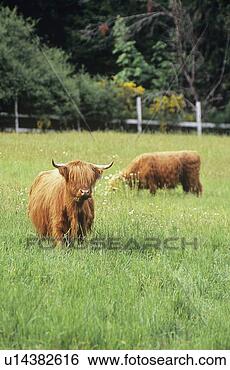 Stock Photo - two highland cows 
grazing on farm, 
 vancouver island, 
 british. fotosearch 
- search stock 
photos, pictures, 
images, and photo 
clipart