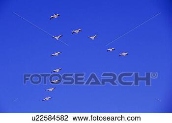Stock Photo - white pelicans 
in flight, fairford, 
manitoba, canada. 
fotosearch - search 
stock photos, 
pictures, images, 
and photo clipart