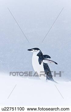 Stock Photography - an adult chinstrap 
penguin (pygoscelis 
antarctica) returning 
to the. fotosearch 
- search stock 
photos, pictures, 
images, and photo 
clipart