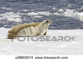 Stock Photo - adult crabeater 
seal (lobodon 
carcinophaga) 
hauled out on 
an ice floe. fotosearch 
- search stock 
photos, pictures, 
images, and photo 
clipart