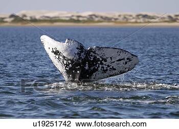 Stock Photo - california gray 
whale (eschrichtius 
robustus) adult, 
 fluke-up dive 
-. fotosearch 
- search stock 
photos, pictures, 
images, and photo 
clipart