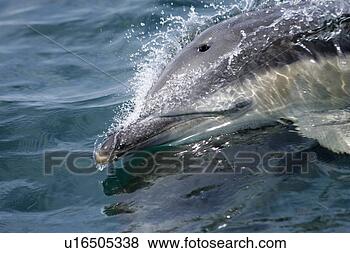 Stock Photo - common dolphin 
(delphinus delphis) 
- close up dolphin 
surfing at. fotosearch 
- search stock 
photos, pictures, 
images, and photo 
clipart